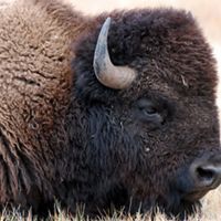 Bison