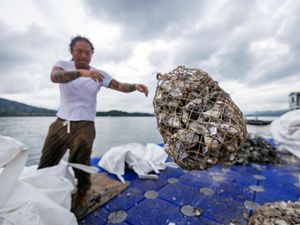 After sorting the discarded shells, these bags are deployed in new reef restoration sites.