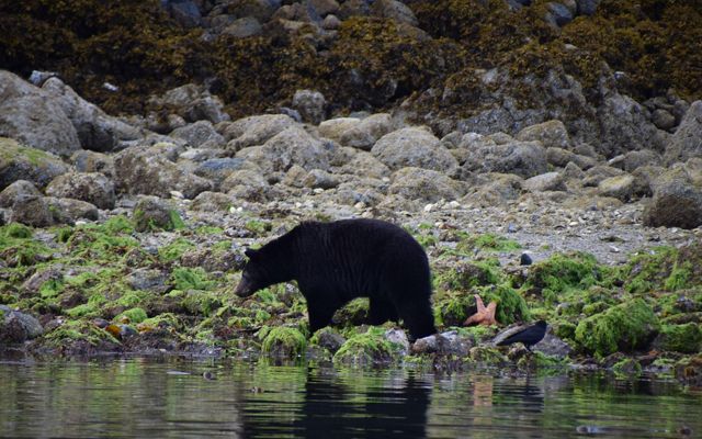 Black Bear