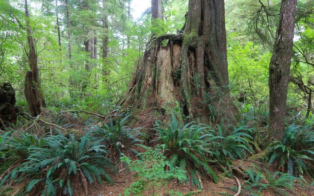 Clayoquot Sound