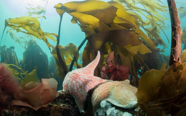 Great Bear Sea