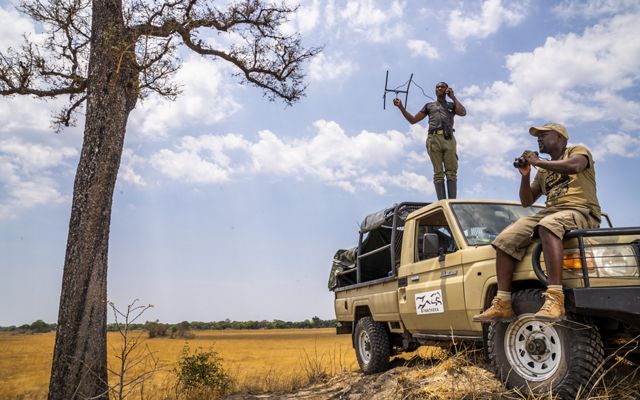 Lion Monitoring