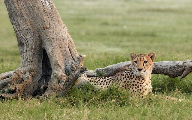 In the Shade