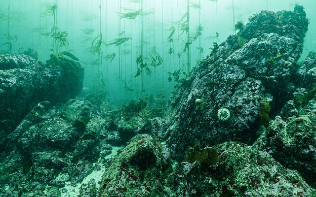 Kelp Forest