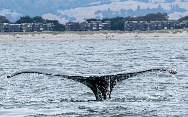 Whale watching