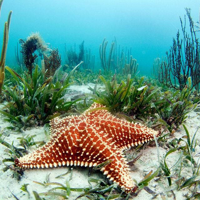 Starfish in seagrass, Jardines de la Reina, Cuba