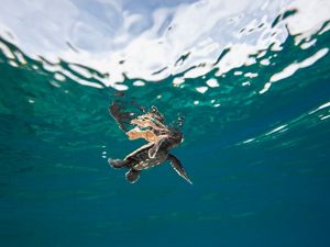 takes to the sea.