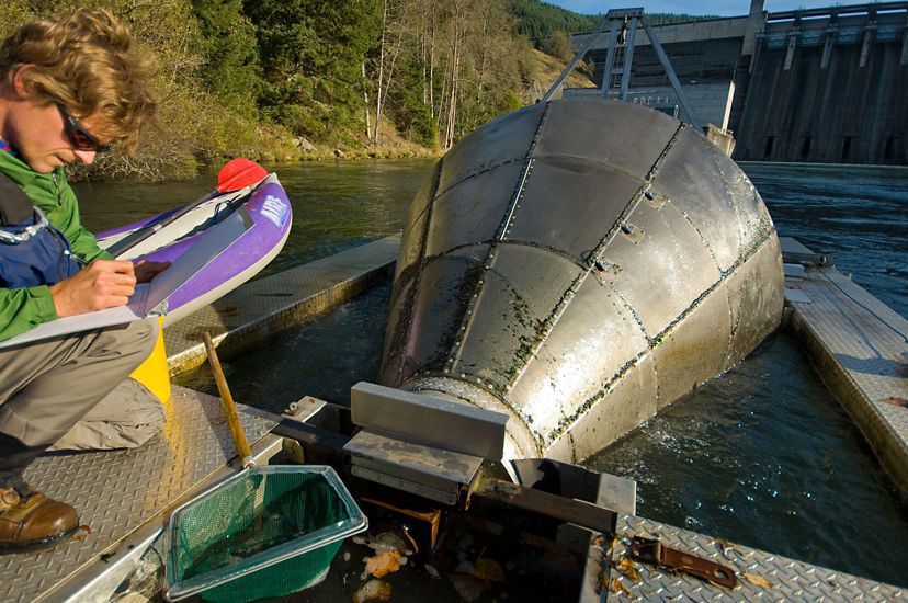 On a river close to a dam, a biologist writes notes next to a fish trap that looks like a large metallic funnel. The scientist is counting juvenile salmon.