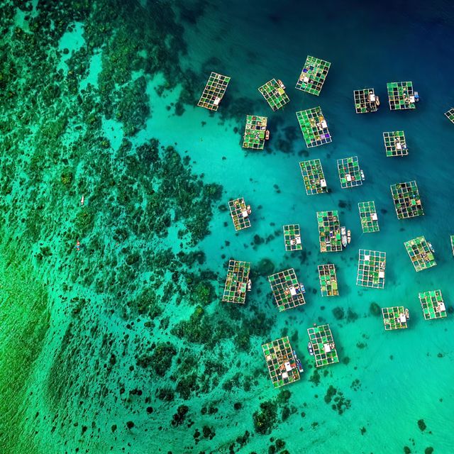 An aerial view of dark and light green wetlands with patches of blue water.